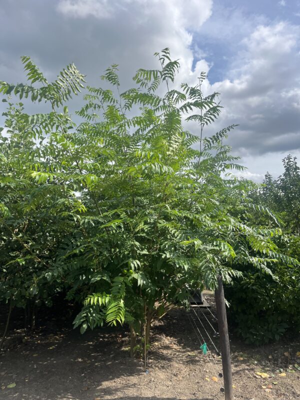 Pterocarya fraxinifolia - Afbeelding 2