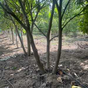 Pterocarya fraxinifolia