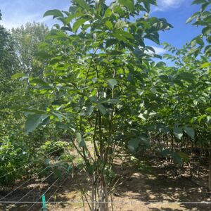 Juglans regia
