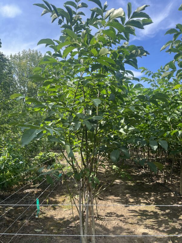 Juglans regia