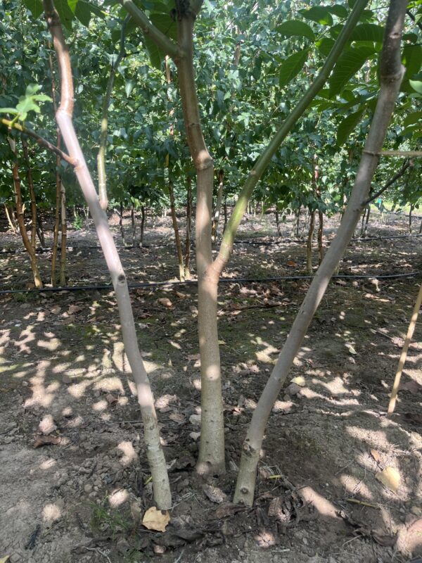 Juglans regia - Afbeelding 2