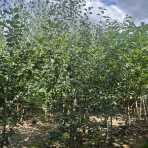Frangula alnus