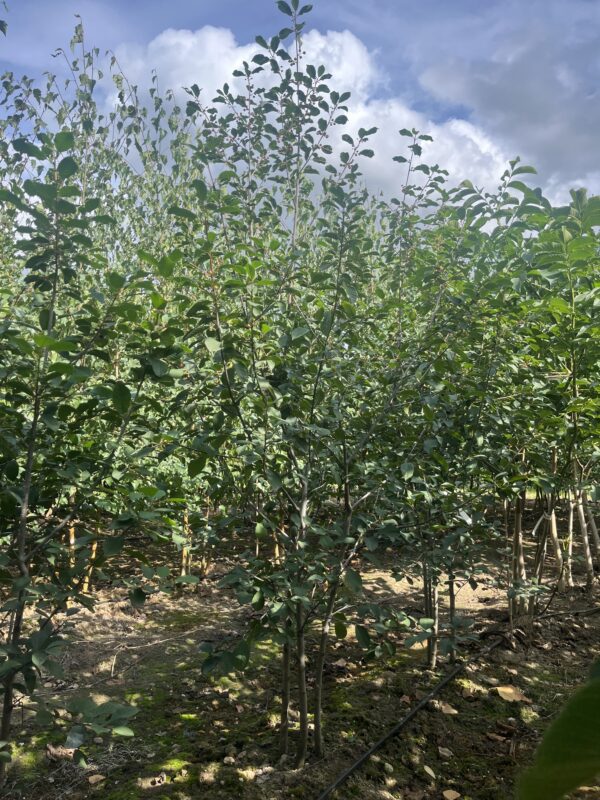 Frangula alnus