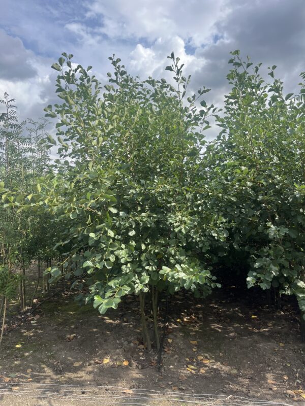 Alnus glutinosa - Afbeelding 2