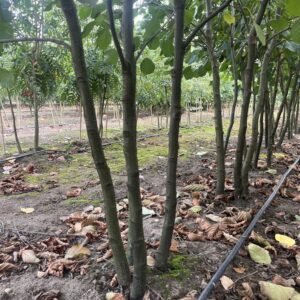 Alnus glutinosa