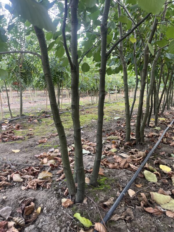 Alnus glutinosa