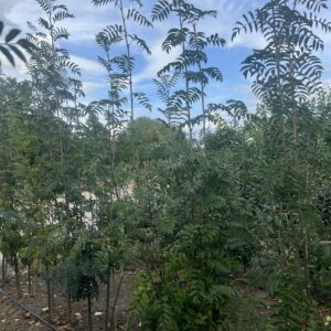 Sorbus aucuparia