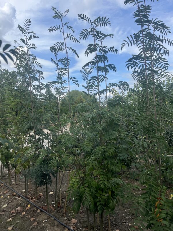 Sorbus aucuparia