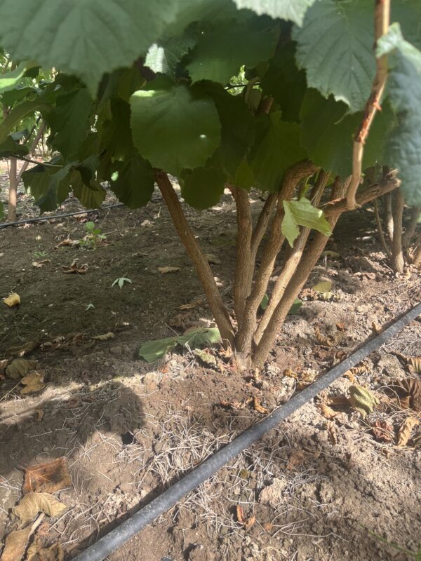 Corylus avellana - Afbeelding 2