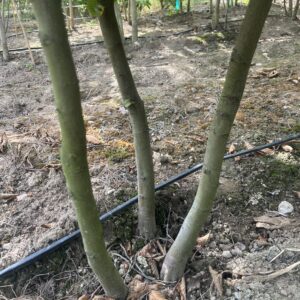Carpinus betulus
