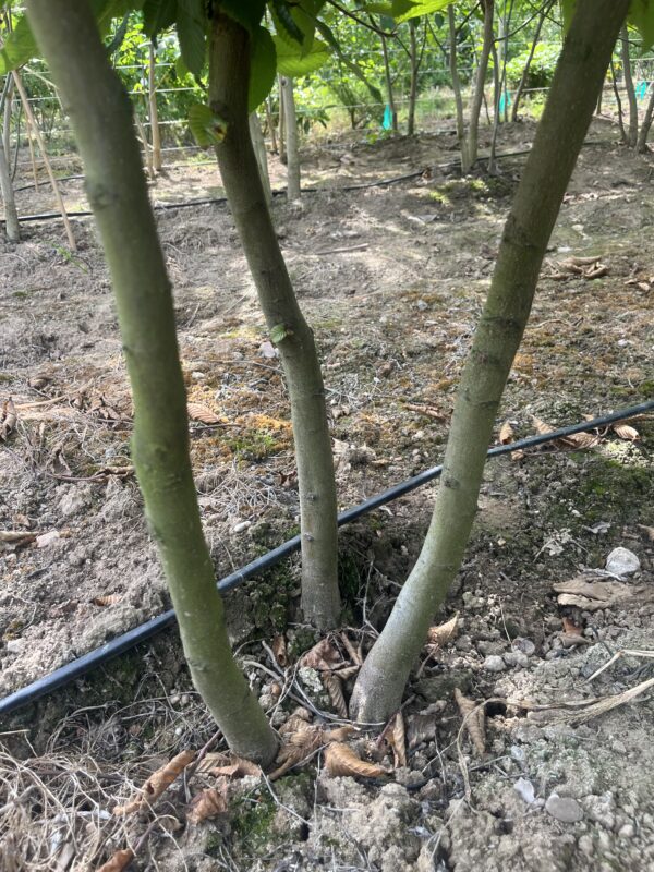 Carpinus betulus