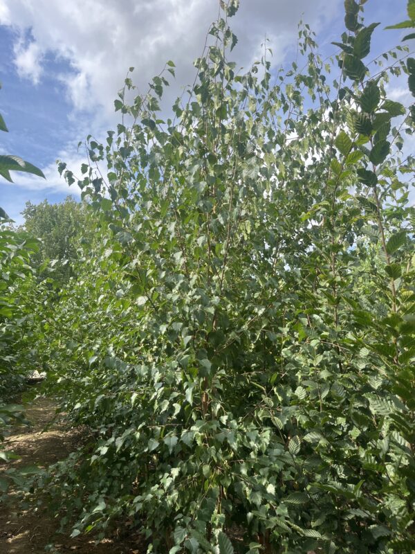 Betula pendula - Afbeelding 2