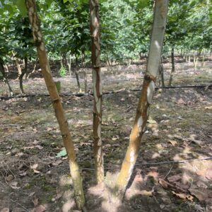 Betula pendula