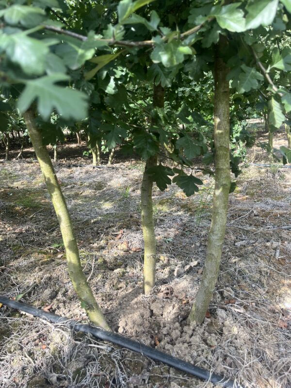 Crataegus monogyna - Afbeelding 2