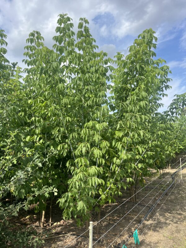 Acer negundo - Afbeelding 2
