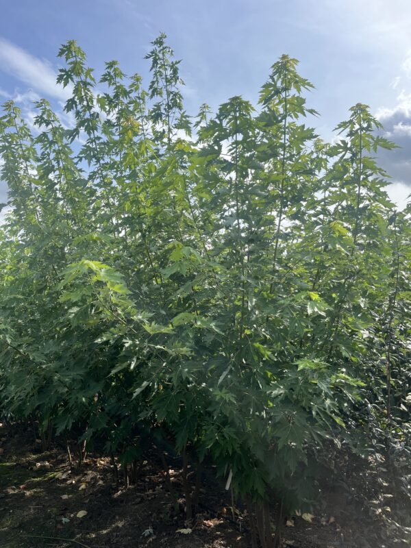 Acer saccharinum - Afbeelding 2