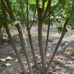 Acer saccharinum