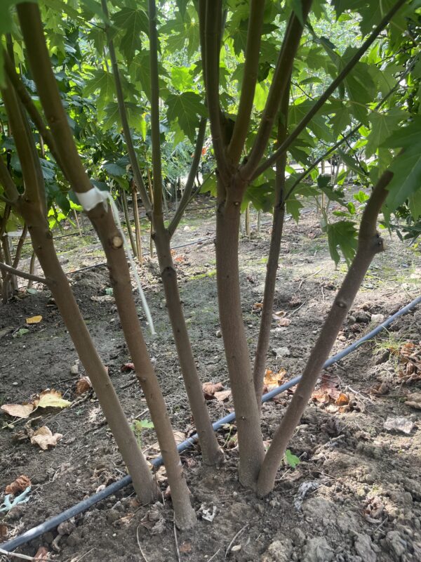 Acer saccharinum