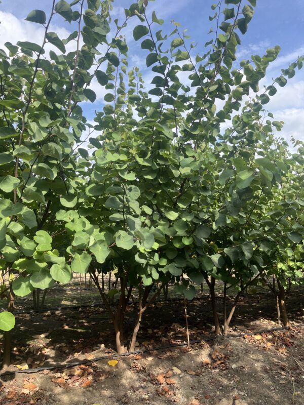 Cercis siliquastrum - Afbeelding 2