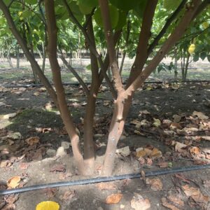 Cercis siliquastrum