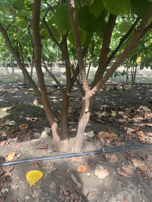 Cercis siliquastrum