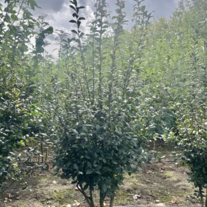 Mespilus germanica
