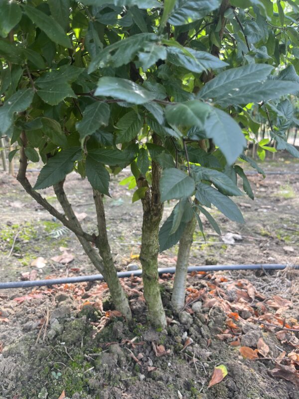 Mespilus germanica - Afbeelding 2