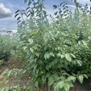 Prunus avium