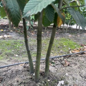Castanea sativa
