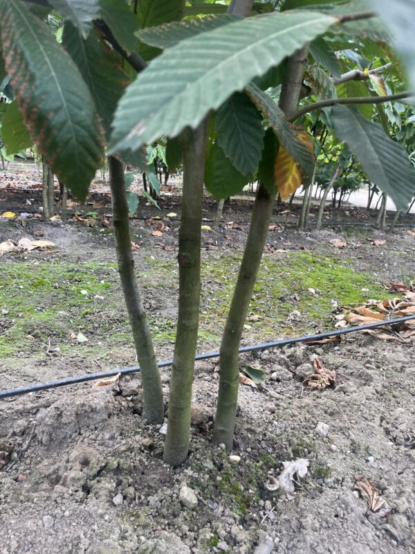Castanea sativa
