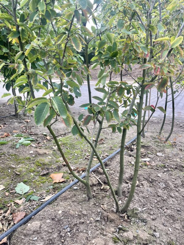 Amelanchier lamarckii - Afbeelding 2
