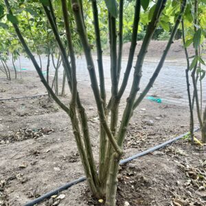 Laburnum anagyroides