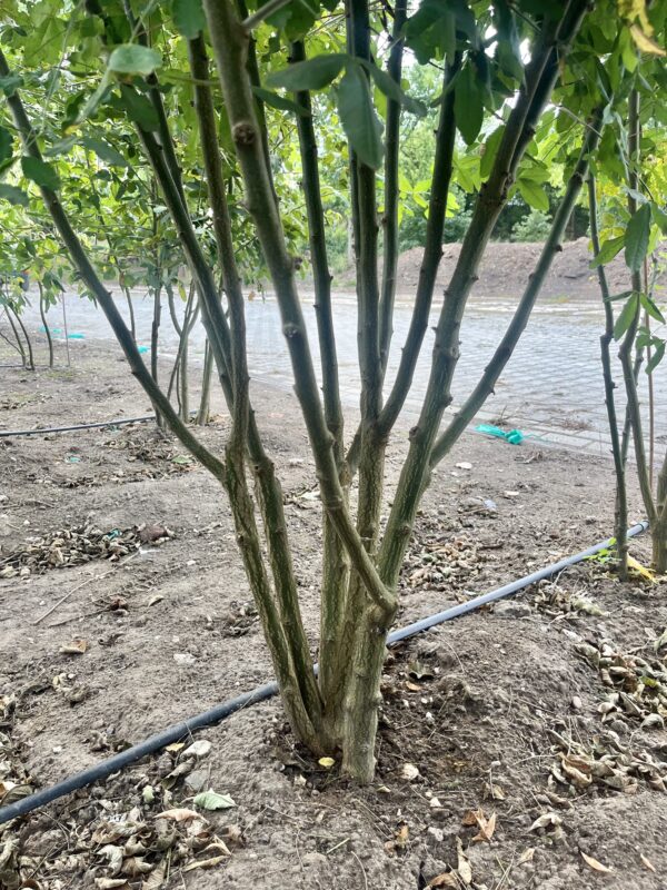 Laburnum anagyroides