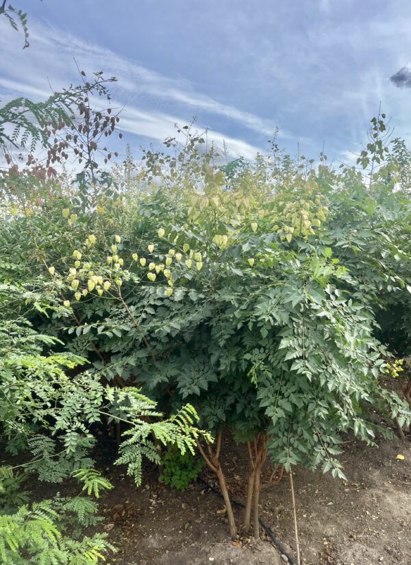 Koelreuteria paniculata - Afbeelding 2
