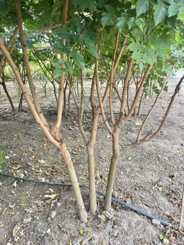 Koelreuteria paniculata