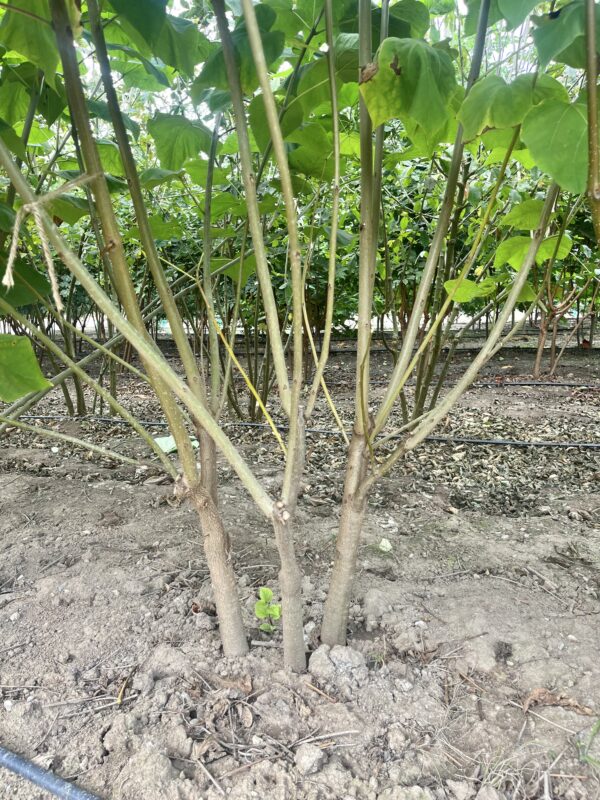 Catalpa bignonioides - Afbeelding 2