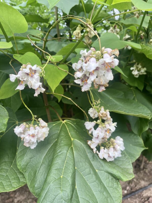 Catalpa bignonioides - Afbeelding 3