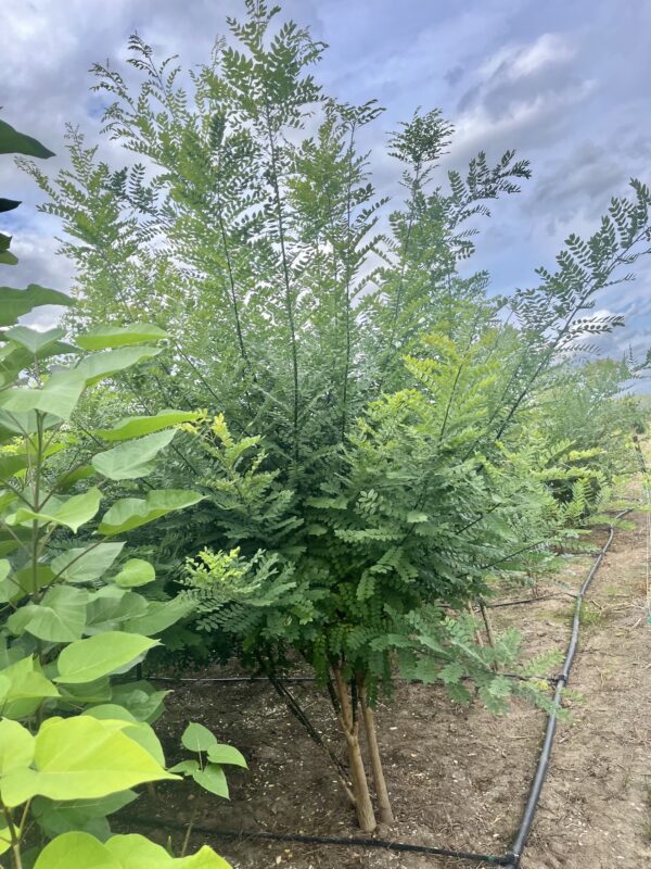 Styphnolobium japonicum (Sophora japonica) - Afbeelding 2