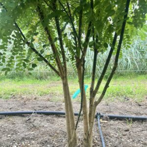 Styphnolobium japonicum (Sophora japonica)