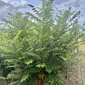 Phellodendron amurense