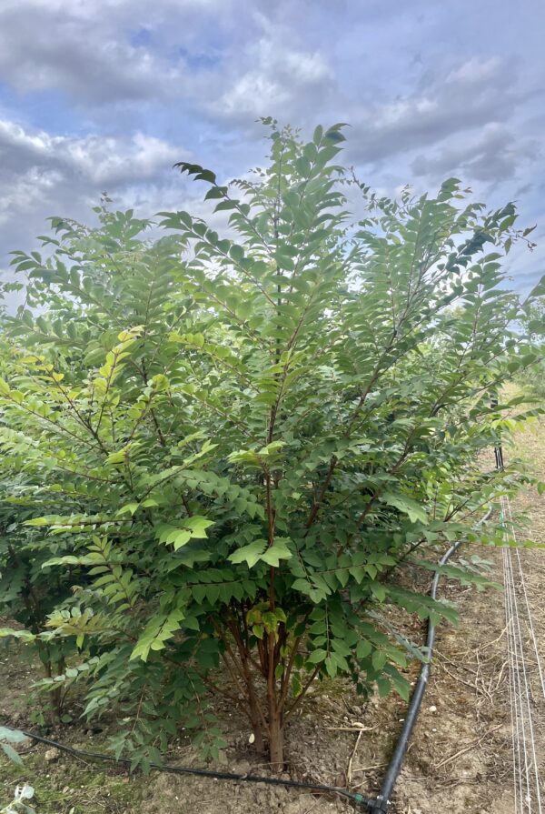 Phellodendron amurense