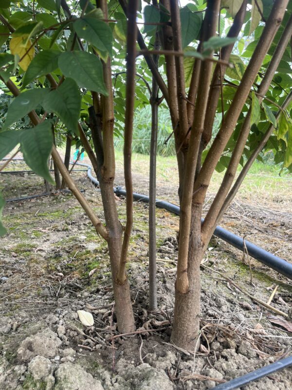 Phellodendron amurense - Afbeelding 2