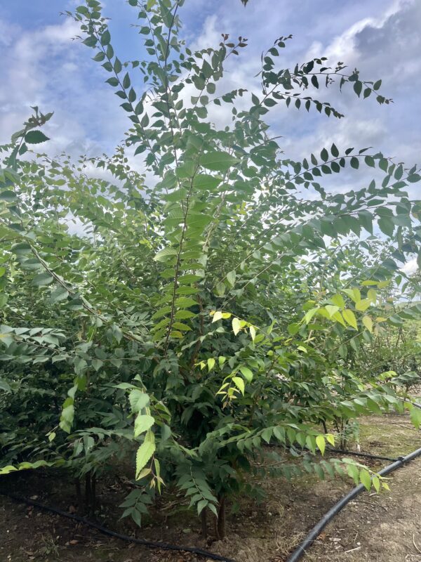 Zelkova serrata - Afbeelding 2