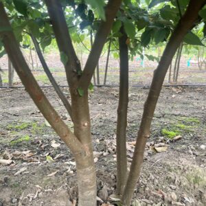 Zelkova serrata
