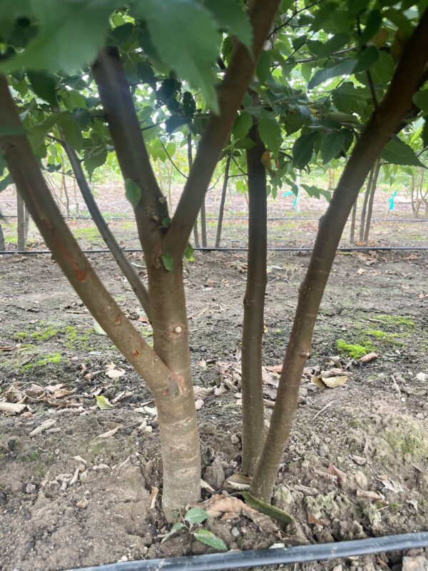 Zelkova serrata
