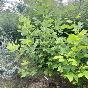 Liriodendron tulipifera