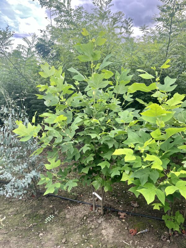Liriodendron tulipifera