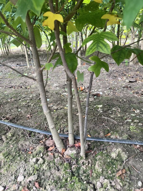 Liriodendron tulipifera - Afbeelding 2
