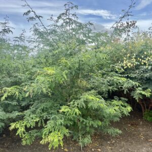 Gleditsia triacanthos ‘Inermis’