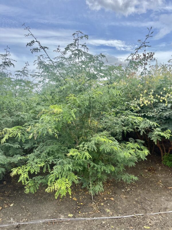 Gleditsia triacanthos ‘Inermis’